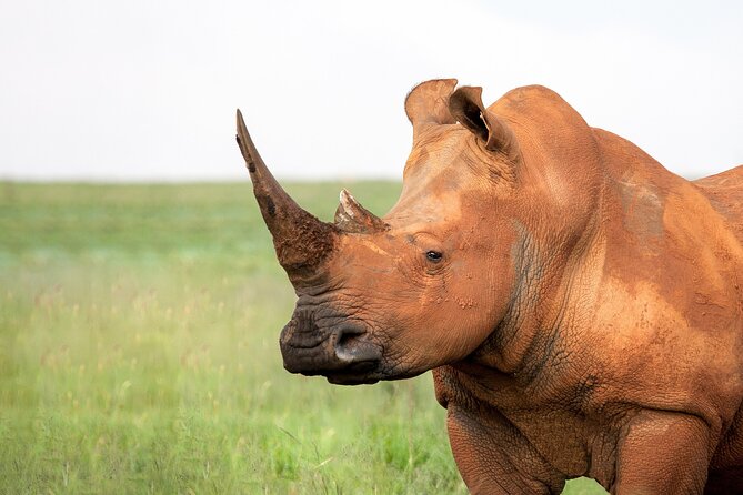 9 day Luxury Kruger Park Safari & Cape Town Tour - Day 5: choose between more wildlife and Eswatini