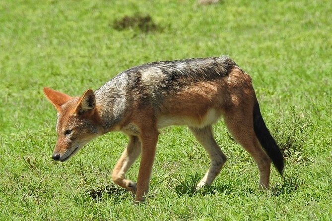 9 day Luxury Kruger Park Safari & Cape Town Tour - Day 6: flying from safari country to Cape Town