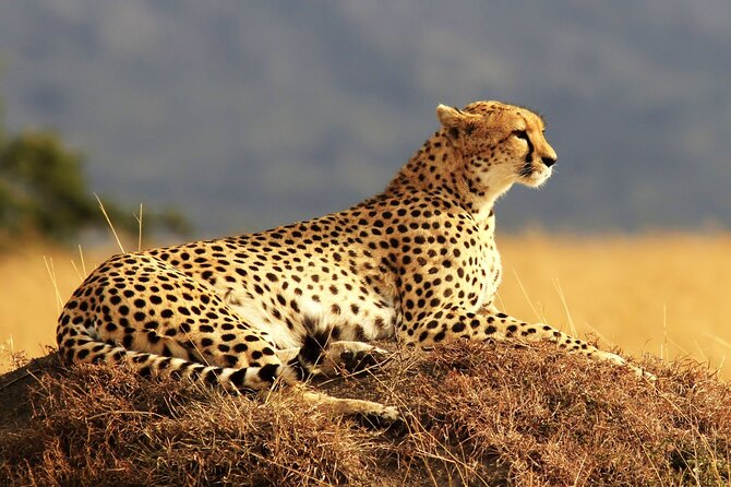 9 day Luxury Kruger Park Safari & Cape Town Tour - Day 8: Table Mountain, Kirstenbosch, and Groot Constantia