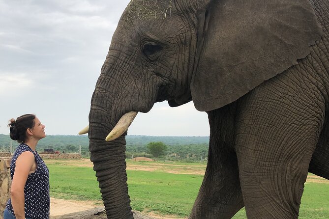 90-minute Elephant Watching Experience in Hoedspruit - Key points at a glance