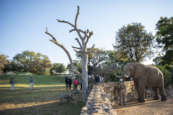 90-minute Elephant Watching Experience in Hoedspruit - Why the Jabulani Herd matters