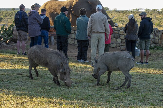 90-minute Elephant Watching Experience in Hoedspruit - Is the $76.19 price fair?