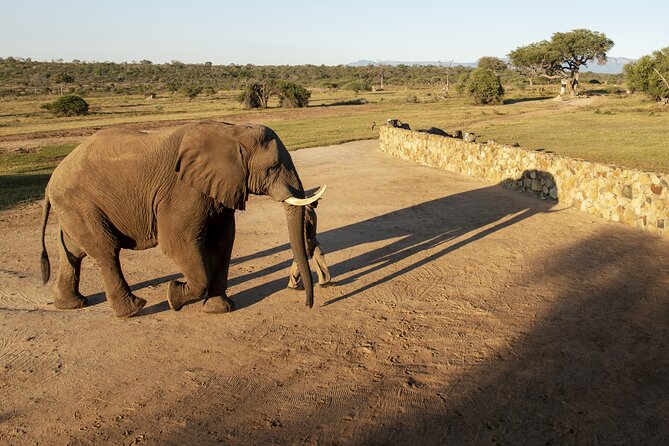 90-minute Elephant Watching Experience in Hoedspruit - Practical details that affect your morning