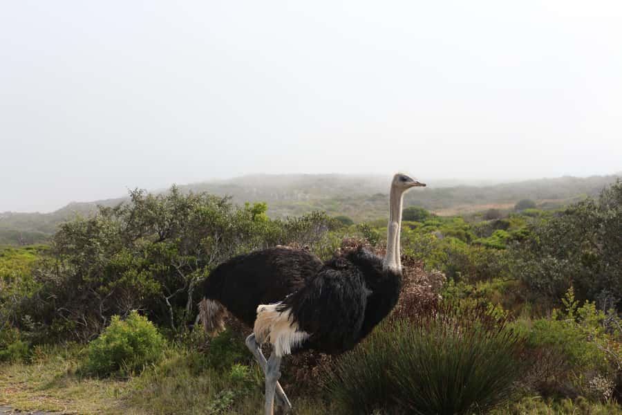 A Curious Adventure through Chapman’s Peak Drive: Cape Point - Boulders Beach and the penguin colony