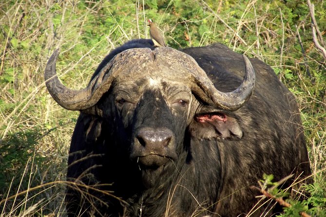 A Full Day Safari Tour to the Hluhluwe Imfolozi Big 5 Game Reserve - Why Hluhluwe-iMfolozi makes a worthwhile day trip