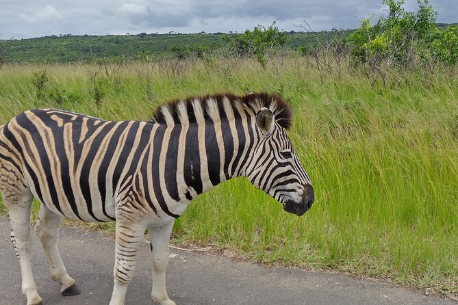 A Full Day Safari Tour to the Hluhluwe Imfolozi Big 5 Game Reserve - What you might see beyond the Big Five