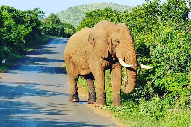 A Full Day Safari Tour to the Hluhluwe Imfolozi Big 5 Game Reserve - Guides named by past guests