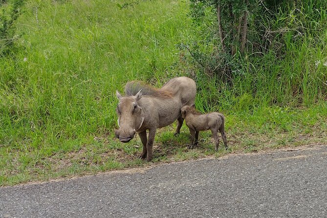 A Full Day Safari Tour to the Hluhluwe Imfolozi Big 5 Game Reserve - Is $193.62 per person fair?
