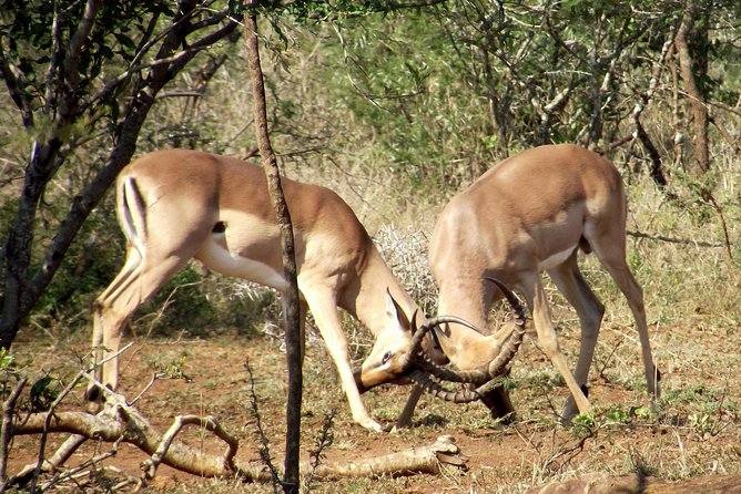 A Full Day Safari Tour to the Hluhluwe Imfolozi Big 5 Game Reserve - The 6:00 am start from Durban