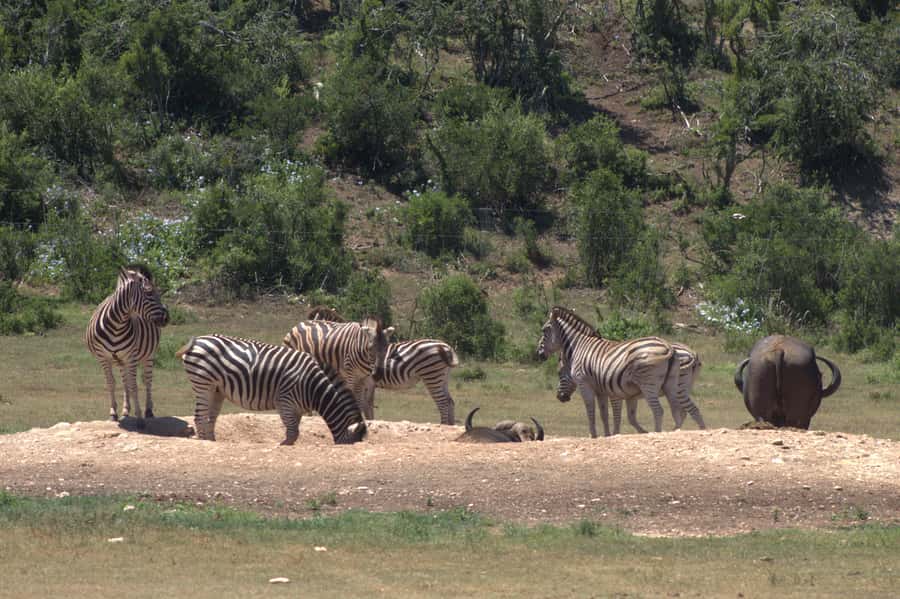 Addo big 5 tour - Key Things To Know Before You Go