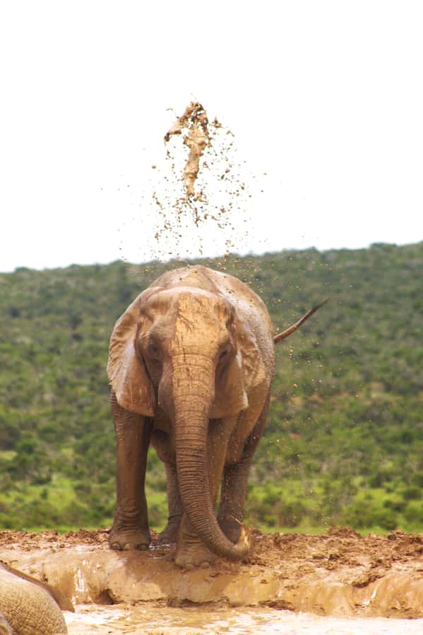 Addo big 5 tour - Why Addo Works So Well For A Short Safari