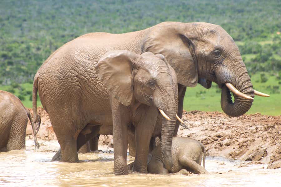 Addo big 5 tour - Six Hours Searching The Park