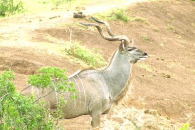 Addo big 5 tour