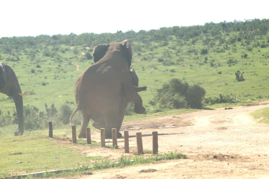 Addo big 5 tour - Why Lunch Is Left Out