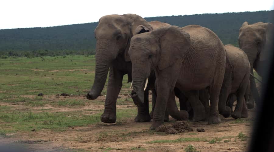 Addo big 5 tour - Price And What The $137 Covers