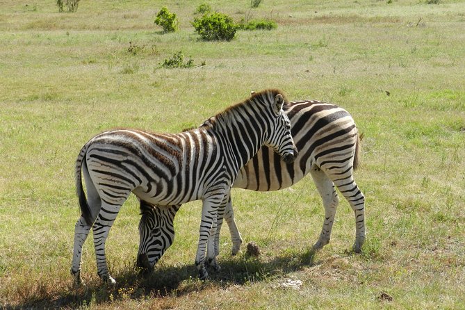 Addo Elephant 5 hour Morning Safari. - A picnic brunch between 10:30 and 11:30
