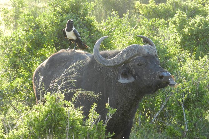 Addo Elephant 5 hour Morning Safari. - Leaving the park around 13:30