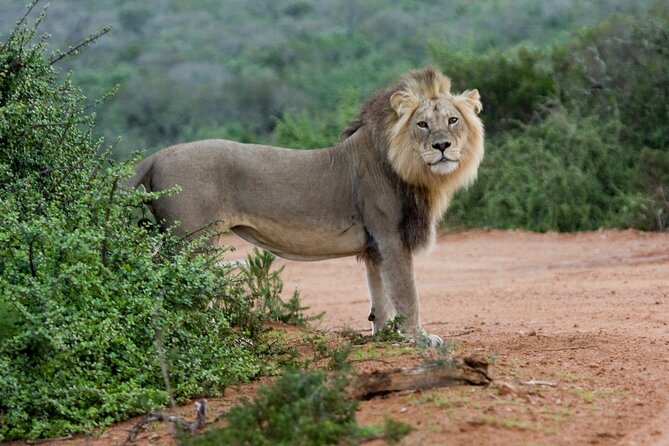 Addo Elephant 5 hour Morning Safari. - Is the $123.65 price fair?