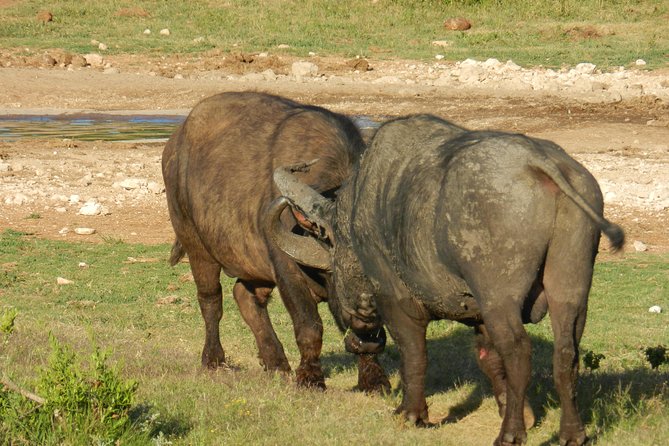 Addo Elephant 5 hour Morning Safari. - Who should book this Addo experience?