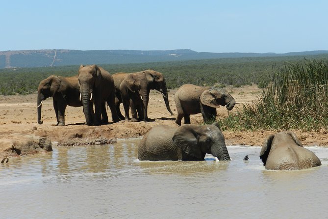 Addo Elephant 5 hour Morning Safari. - Watching elephants and buffalo at the waterholes