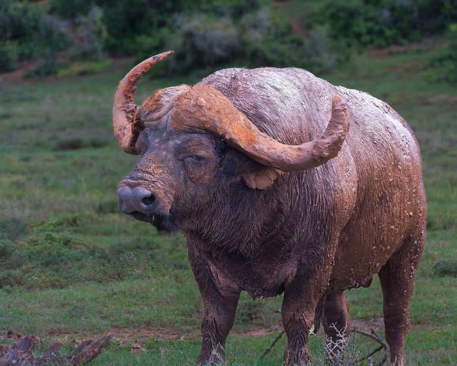 Addo Elephant Full Day Safari / Shore Excursions - Key points before you book