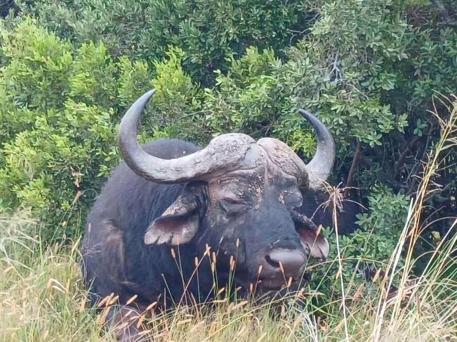 Addo Elephant Full Day Safari / Shore Excursions - Why Addo is one of South Africa’s best elephant parks