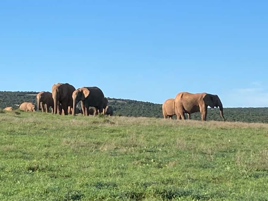 Addo Elephant Full Day Safari / Shore Excursions - The first three-hour game drive in Addo