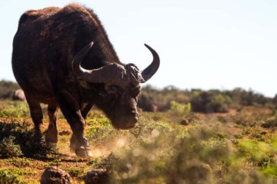 Addo Elephant Full Day Safari / Shore Excursions