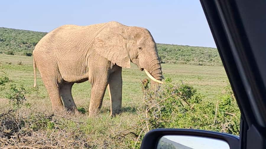 Addo Elephant Full Day Safari / Shore Excursions - A 1.5-hour lunch break outside the park