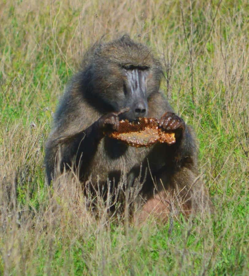Addo Elephant Full Day Safari / Shore Excursions - What the $152 price really covers
