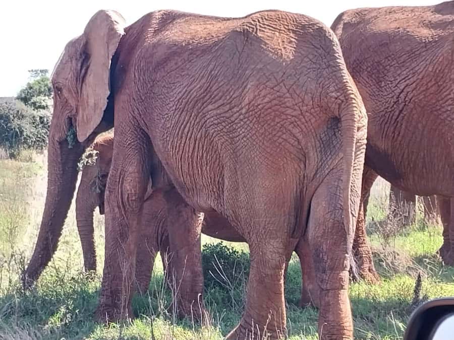 Addo Elephant Full Day Safari / Shore Excursions - Who will enjoy this Addo safari most