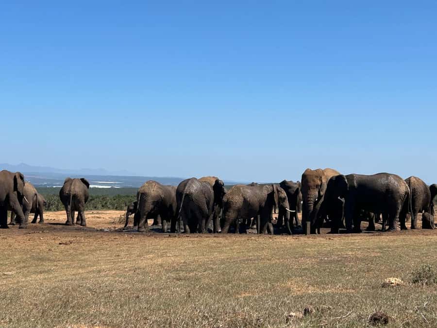 Addo Elephant Full Day Safari / Shore Excursions - Cancellation and booking flexibility