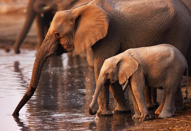 Addo Elephant Full Day Safari with a Traditional South African Braai (BBQ) Lunch - Key points at a glance