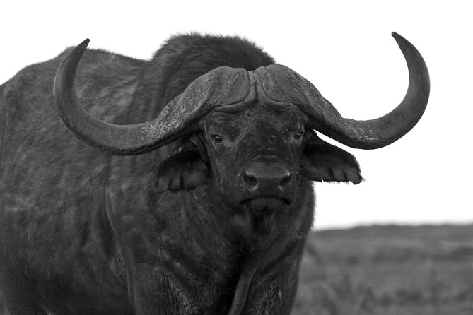 Addo Elephant Full Day Safari with a Traditional South African Braai (BBQ) Lunch - The coffee stop around 10:30