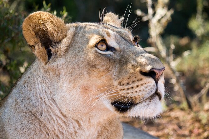 Addo Elephant Full Day Safari with a Traditional South African Braai (BBQ) Lunch - The South African braai lunch