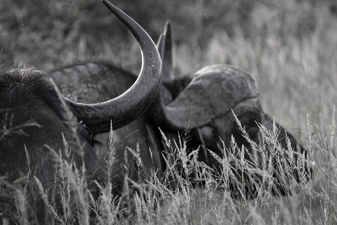Addo Elephant Full Day Safari with a Traditional South African Braai (BBQ) Lunch - The afternoon drive and the value of staying late