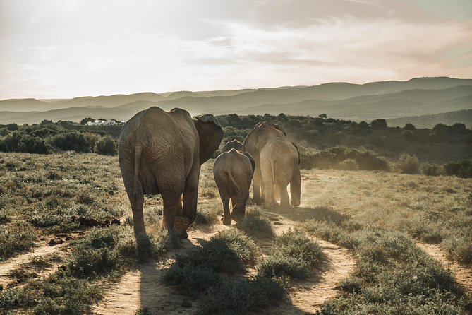 Addo Elephant National Park All Inclusive Full-Day Safari - Key points to know before booking