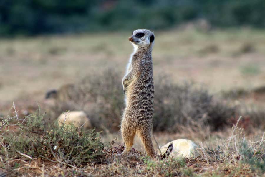 Addo Elephant National Park All Inclusive Full-Day Safari - Is $186 good value?