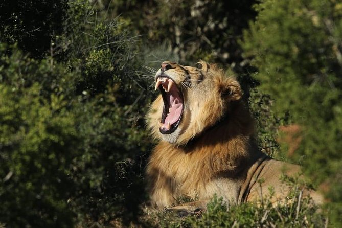 Addo Elephant National Park All Inclusive Full-Day Safari - Why Addo is a strong safari choice from Port Elizabeth