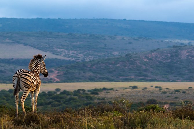 Addo Elephant National Park All Inclusive Full-Day Safari - Animal sightings: elephants first, cats second