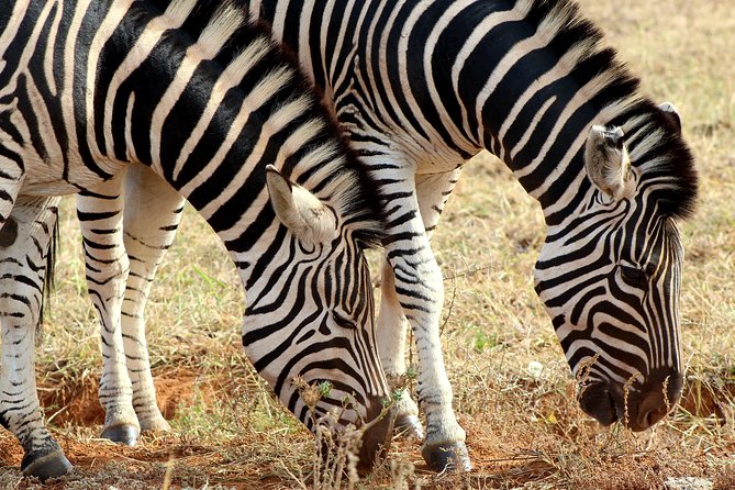 Addo Elephant National Park All Inclusive Full-Day Safari - Lunch makes the long day easier