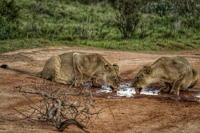 Addo Elephant National Park All Inclusive Full-Day Safari - Port Elizabeth pickup and cruise ship planning