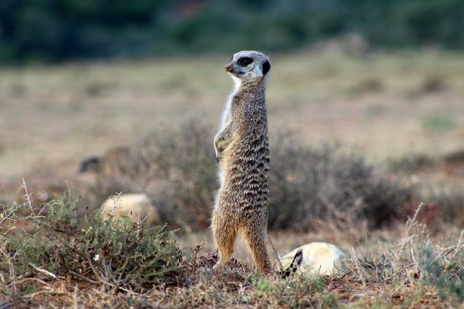 Addo Elephant National Park All Inclusive Full-Day Safari - Is $147.52 a fair price?