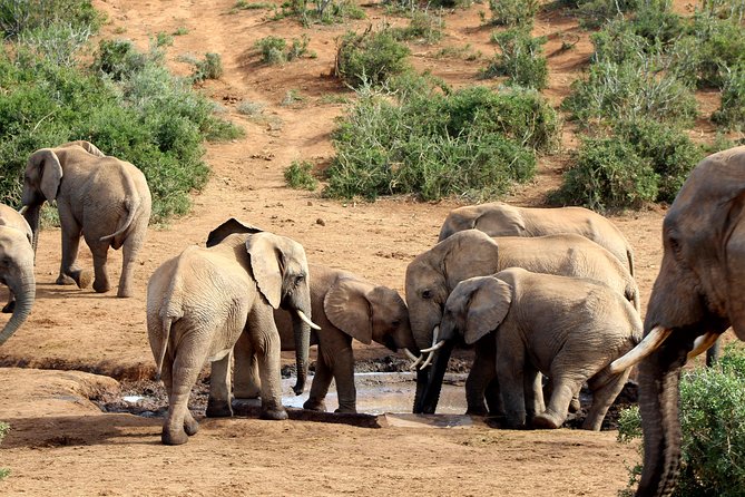 Addo Elephant National Park All Inclusive Full-Day Safari - The morning pickup from Port Elizabeth and nearby towns