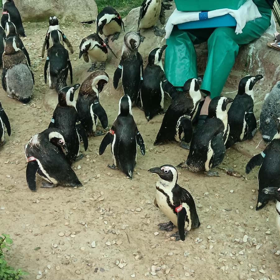 Addo Elephant National Park and Coastal Tour Combo - A coastal start along Marine Drive