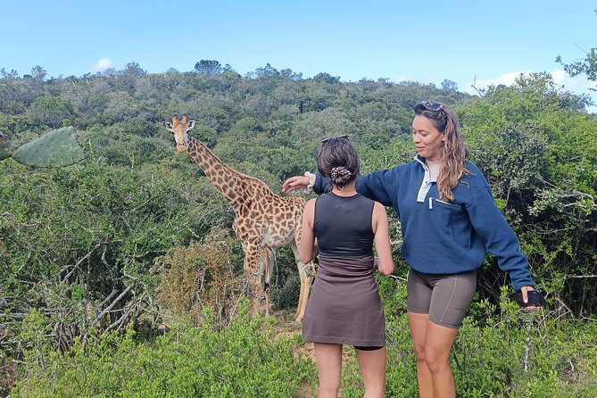 Addo Elephant National Park and Giraffe Walk Tracking Safari - Key points before you book