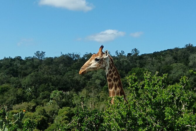 Addo Elephant National Park and Giraffe Walk Tracking Safari - Five hours among Addo’s elephants