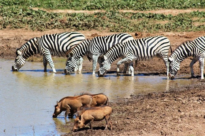 Addo Elephant National Park and Sunset River Cruise - FD04 - Lunch, coffee, tea, and the value of an all-day package
