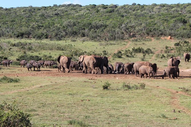 Addo Elephant National Park Day Tour from Port Elizabeth - Three hours in Addo’s southern section