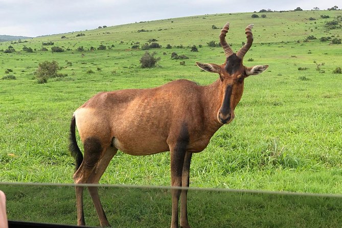Addo Elephant National Park Day Tour from Port Elizabeth - What the $165.22 price really covers